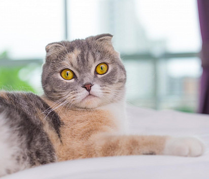 Scottish Fold