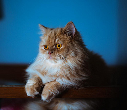 Persian Cat