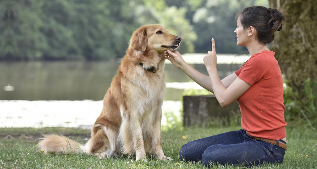 6 myths dogs would debunk if they could talk