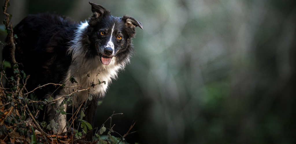 How to train your dog to go to the bathroom outside