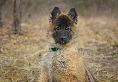 Belgian Shepherd