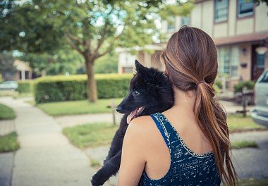 Belgian Sheepdog