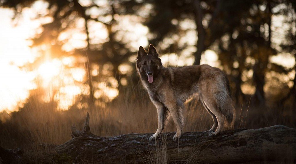 Belgian Sheepdog Puppy