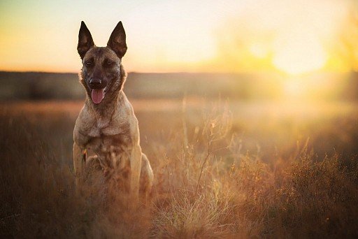 Belgian Shepherd Malinois