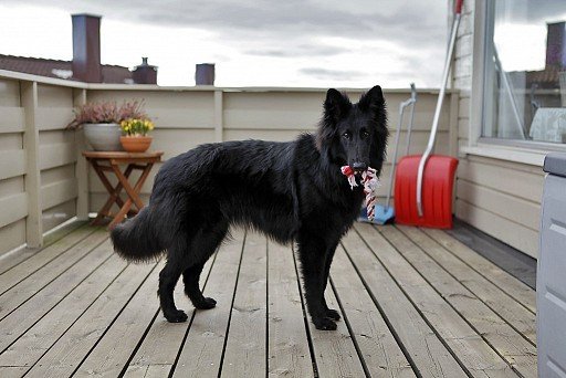 Belgian shepherd puppy grunendal