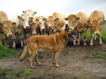 Belgian Sheepdog with chicks