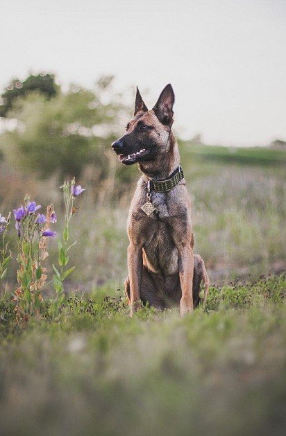 Belgian Shepherd Malinois puppy