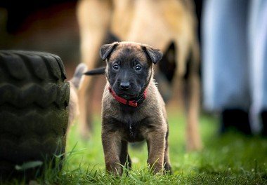 Belgian Sheepdog