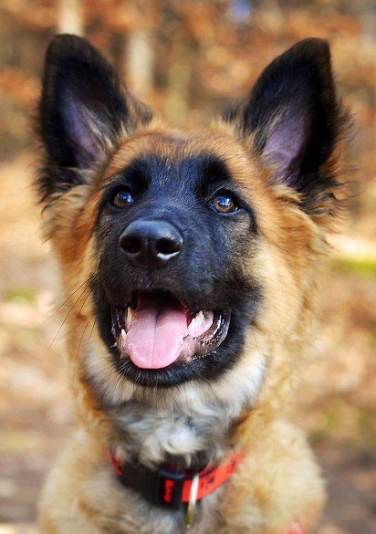 Belgian Shepherd Terwuren puppy muzzle