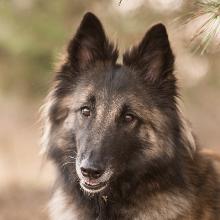 Belgian Shepherd