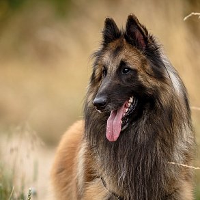 Belgian Sheepdog