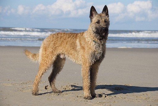 Belgian Shepherd Lakenois