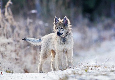 Belgian Sheepdog