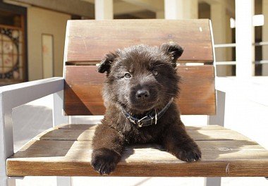 Belgian Shepherd