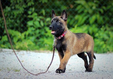 Belgian Sheepdog