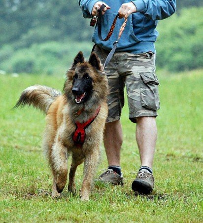 Belgian Sheepdog Training