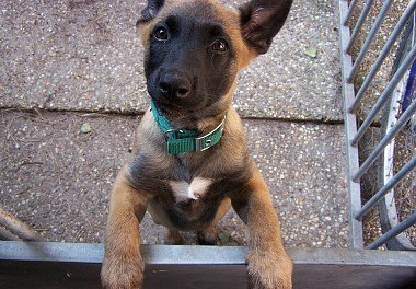 Belgian Shepherd