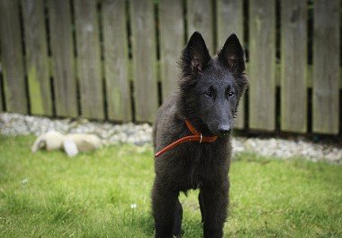 Belgian Shepherd