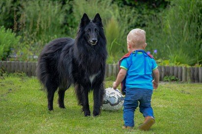 Belgian Sheepdog with baby