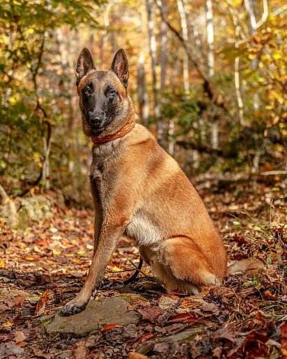 Belgian Sheepdog