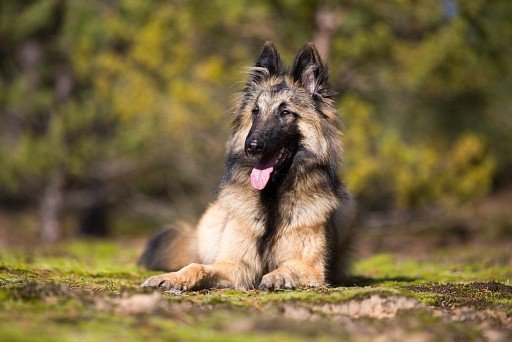 Belgian Shepherd Terwuren