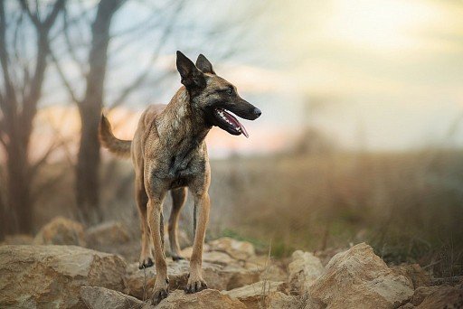 Belgian Shepherd Malinois