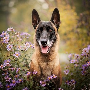 Belgian Sheepdog