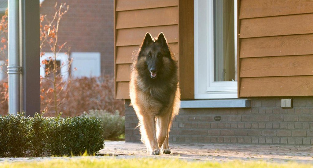 Belgian Sheepdog Tervuren