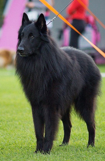 Belgian Sheepdog Grunendal