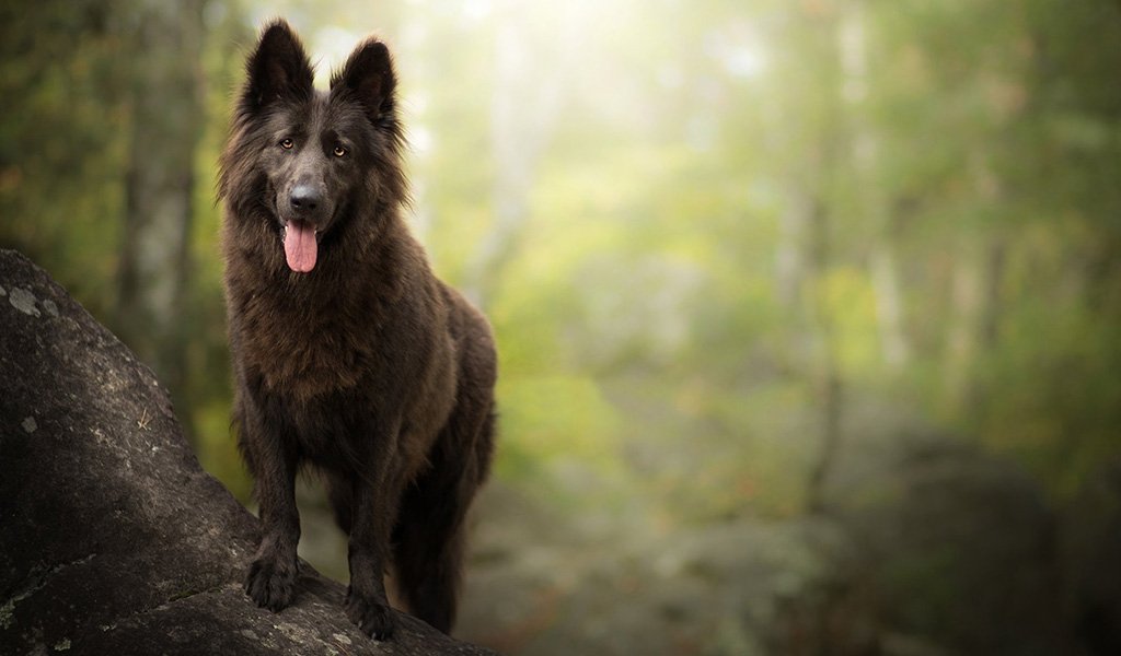 Belgian Sheepdog