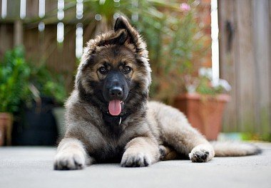 Belgian Shepherd