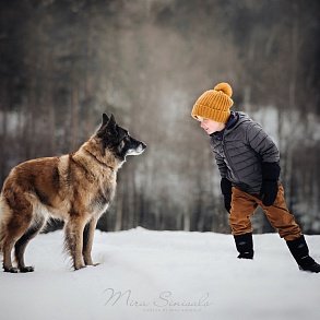 Belgian Sheepdog