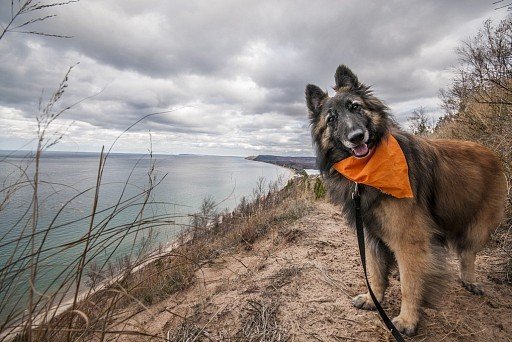 Belgian Shepherd Terwuren