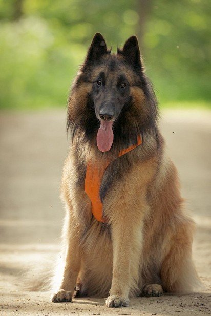 Belgian Sheepdog Tervuren