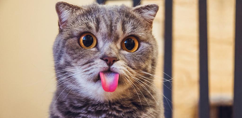 Why do cats have a rough tongue