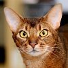 Abyssinian cat