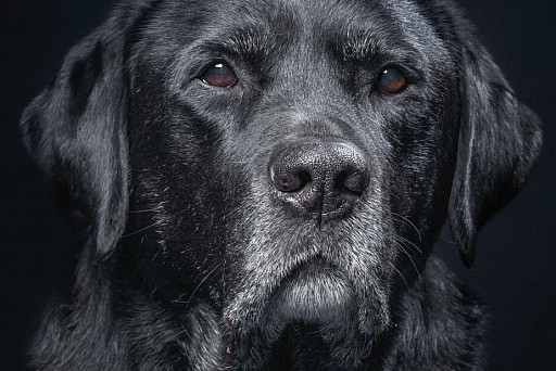 The photographer managed to capture the real emotions of animals