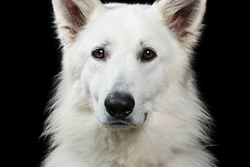 The photographer managed to capture the real emotions of animals