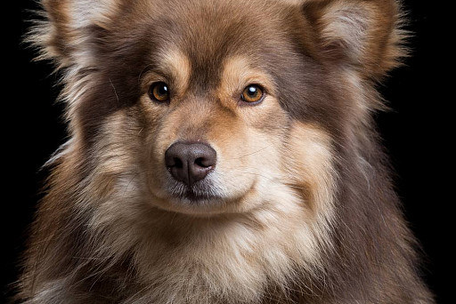 The photographer managed to capture the real emotions of animals