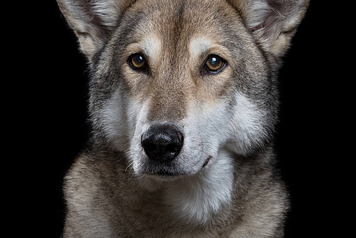 The photographer managed to capture the real emotions of animals