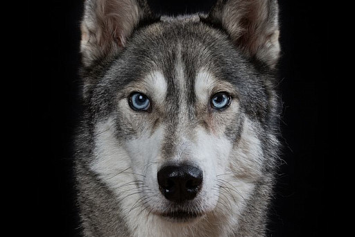 The photographer managed to capture the real emotions of animals