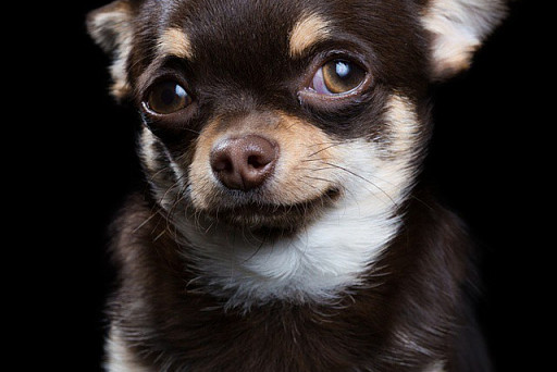 The photographer managed to capture the real emotions of animals