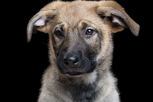 The photographer managed to capture the real emotions of animals