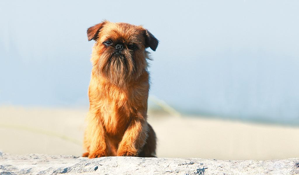 Belgian Griffon