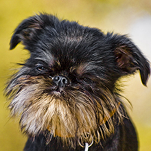 Belgian Griffon