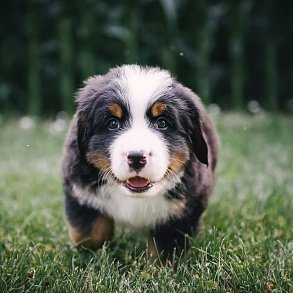 Bernese sennenhund