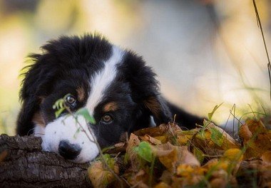 Bernese zennenenhund