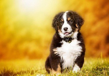 Bernese zennenenhund