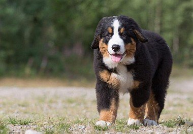 Bernese sennenhund