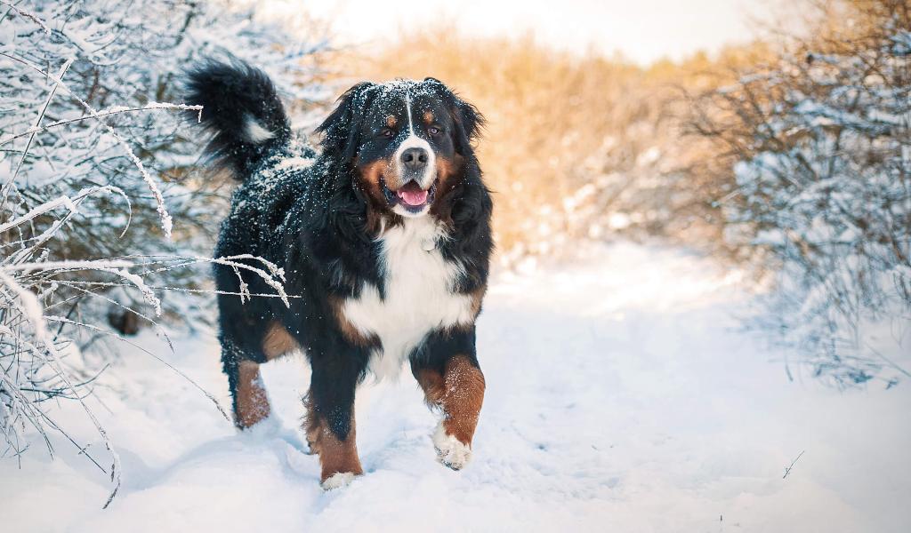 Bernese Sennenhund